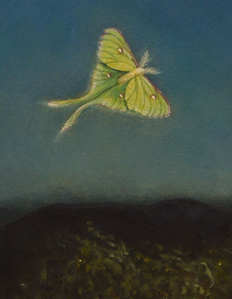 "The Firefly Kingdom"
